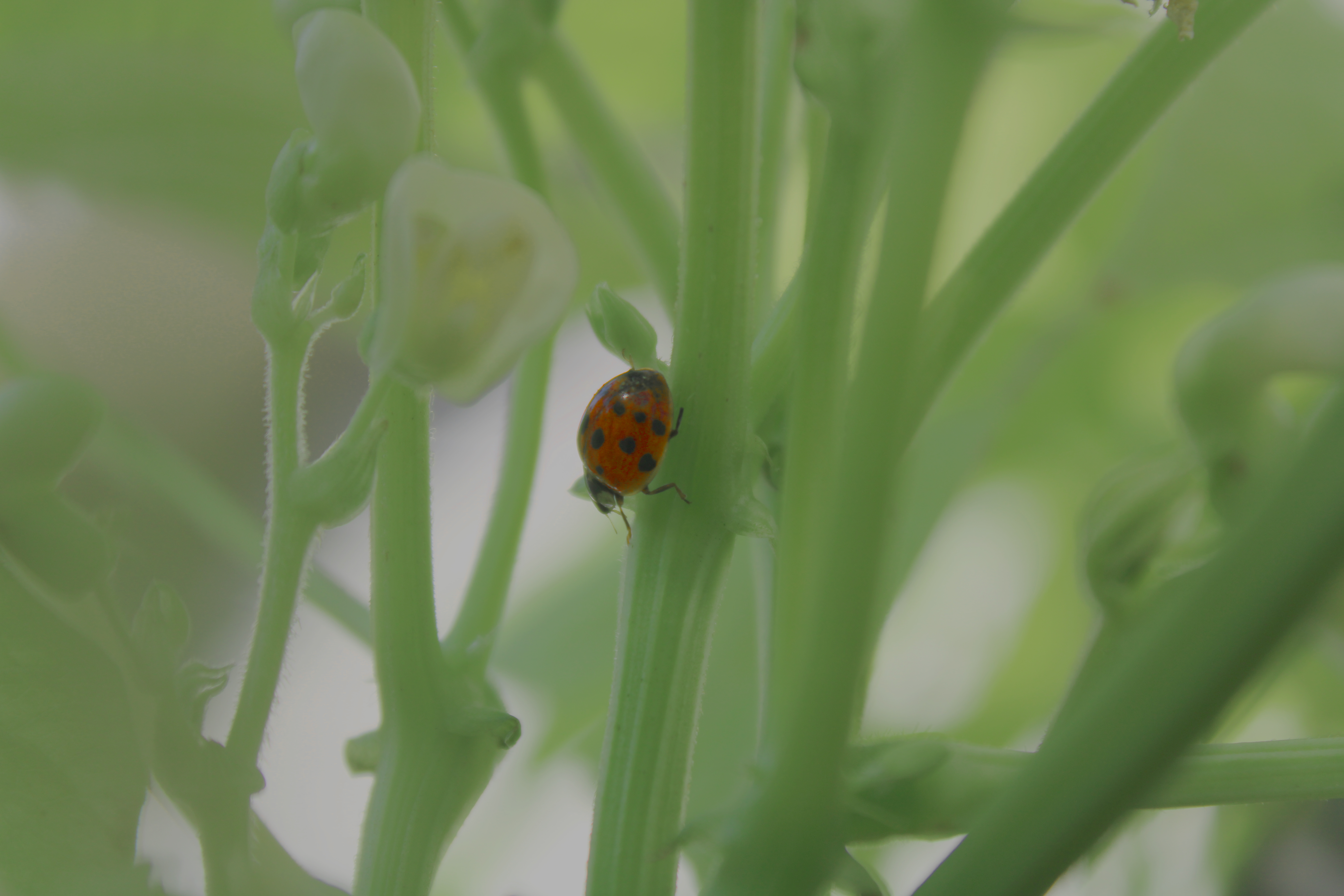 A Lady bug climbing a pea stem